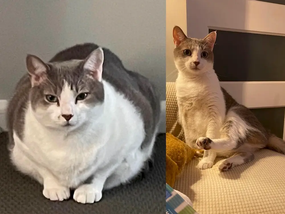 How to Help a Cat Lose Weight | Effective Weight Loss Plan